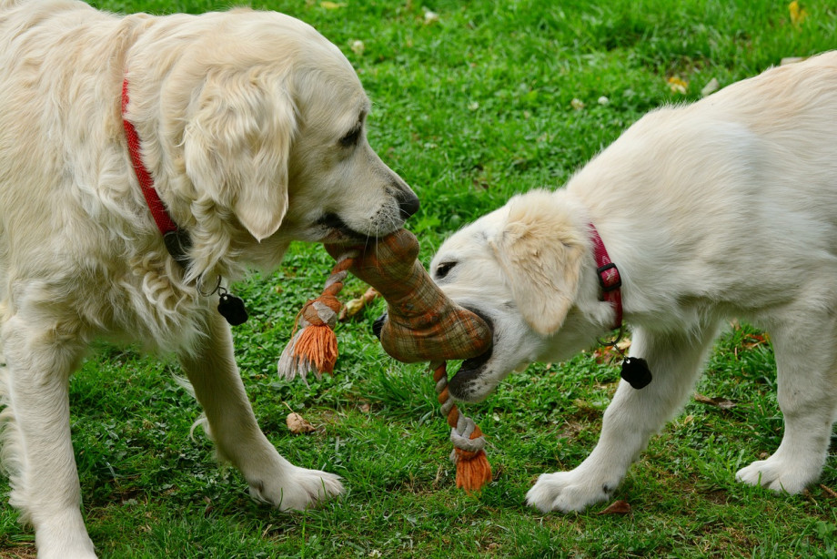 Spielende_Hunde.jpg